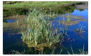 Relevage des eaux usées